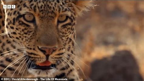 yesmovie mammals|Mammals: World first as Attenborough series films leopards .